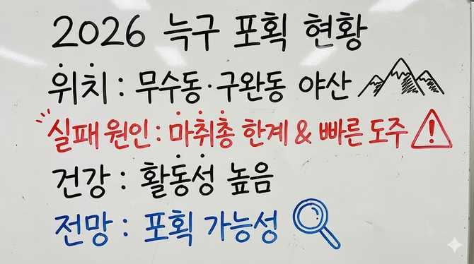 늑구 포획 실패와 최신 위치, 2026년 전망 총정리