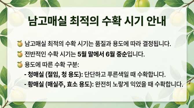 남부지방 매실 수확 적기와 최적 시기 안내